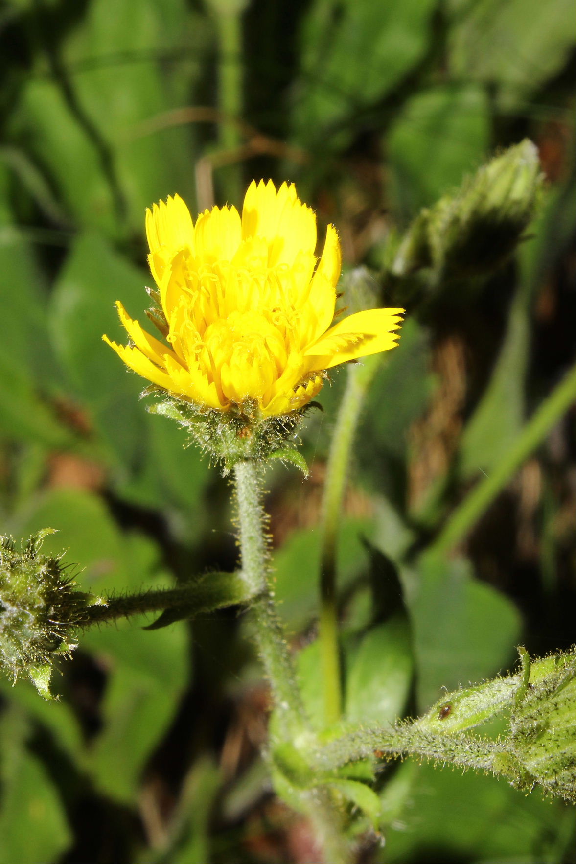 Hieracium amplexicaule  / Sparviere a foglie abbraccianti